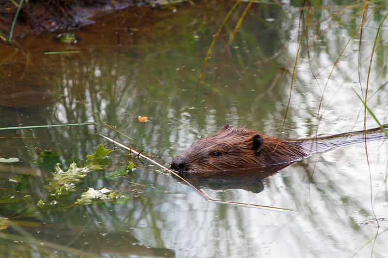 Beaver spotted on the Miller Woods Trail, Indiana Dunes National Lakeshore.
